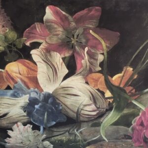 Tulip 2.5m